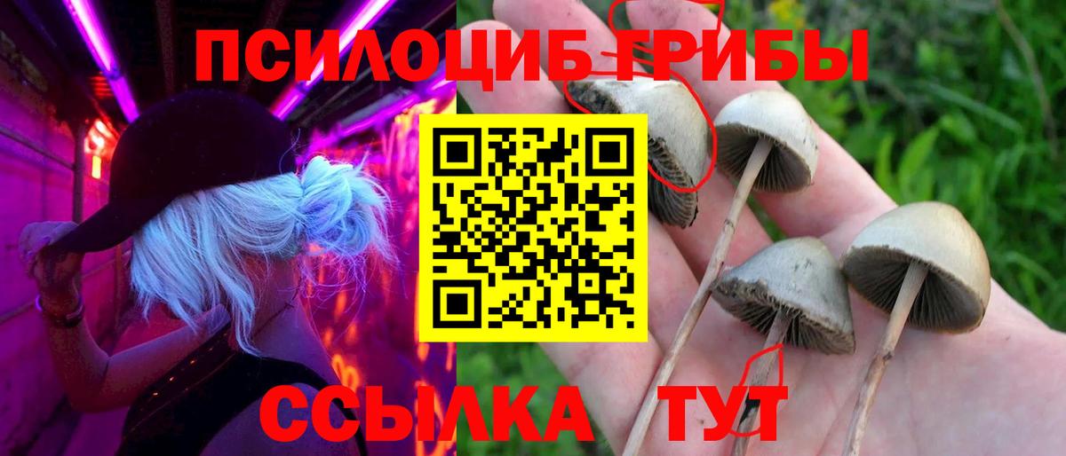 Псилоцибиновые грибы мицелий Кузнецк